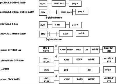 The effect of beta-globin intron and WPRE on transient expression of SARS-CoV-2 spike and generation of pseudotyped lentiviruses